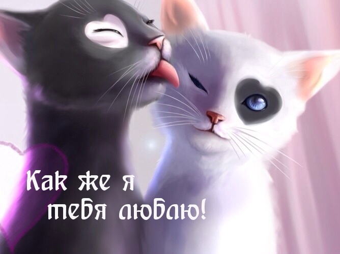 я тебя люблю