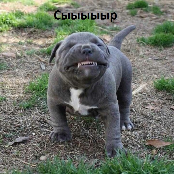 Сыыыыыр