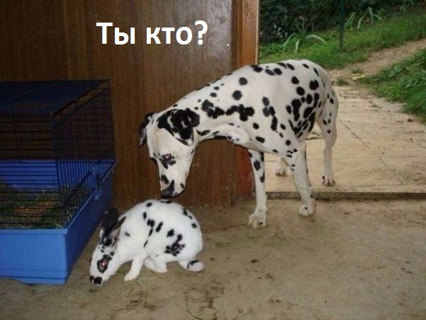 Ты кто