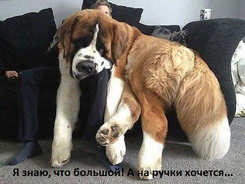 Все равно хочу на руки