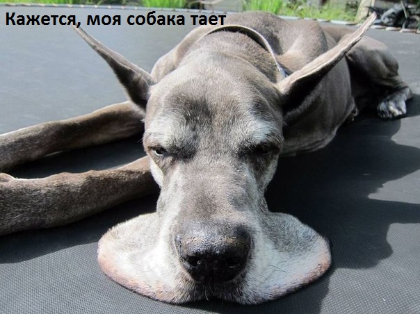 Картинки с надписями.  Собака тает.