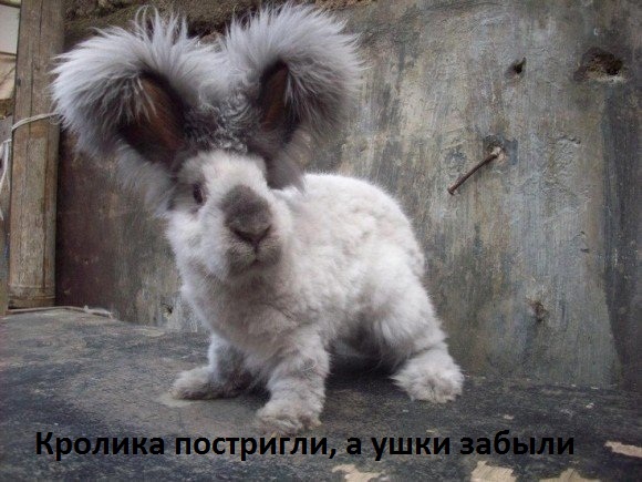 Ушастый кролик