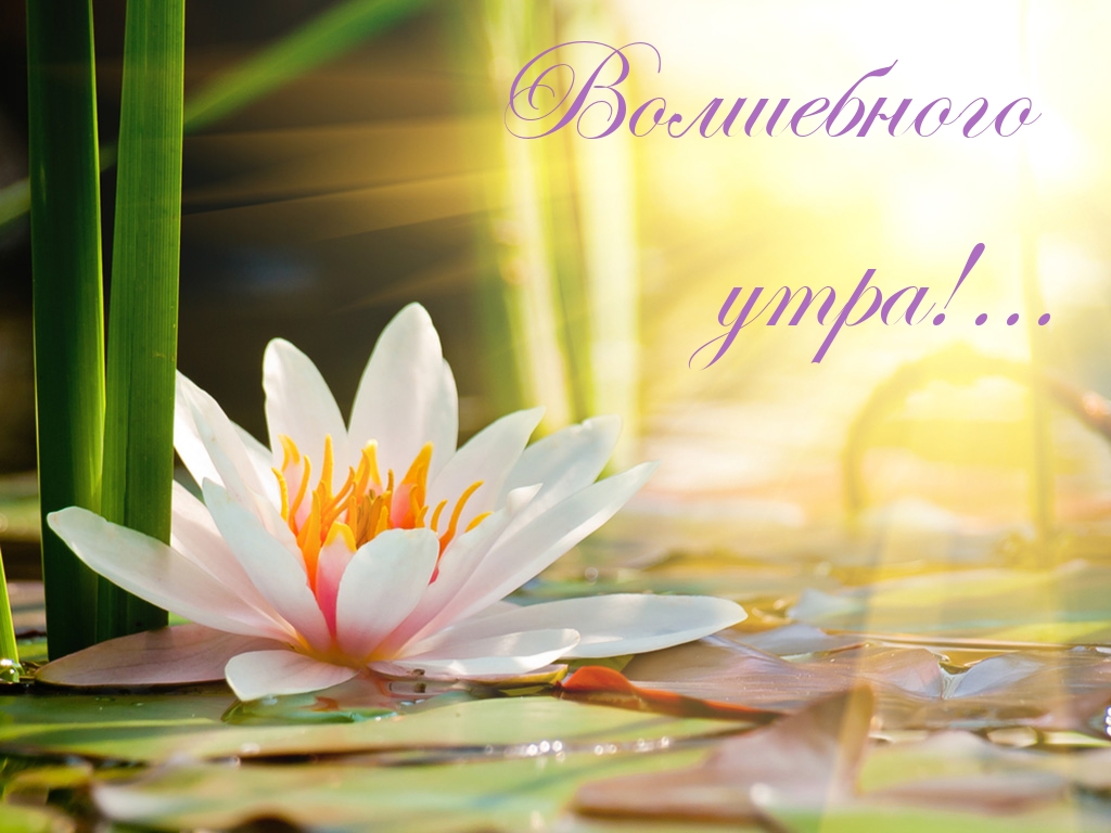 Волшебного утра!…