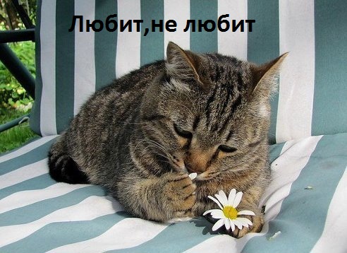Любит,не любит