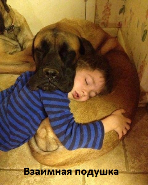 Живая подушка