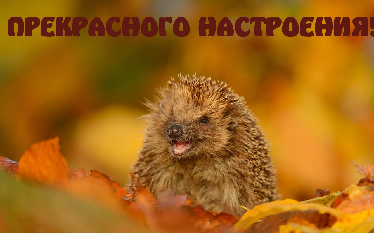 ПРЕКРАСНОГО НАСТРОЕНИЯ!