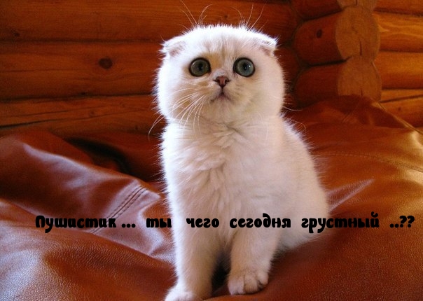 Не грусти, Пушистик