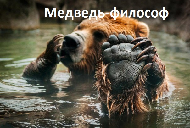 Медведь-философ