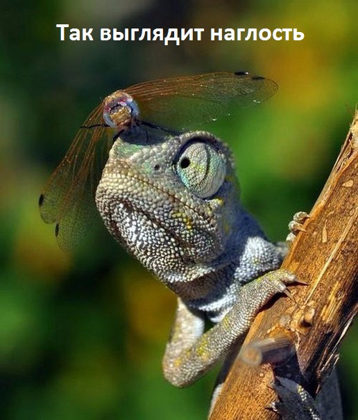 Так выглядит наглость