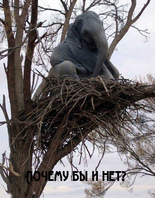 Почему бы и нет?