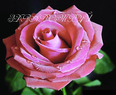 ЗДРАВСТВУЙ