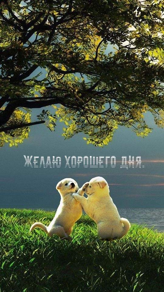 Желаю хорошего дня. от песиков