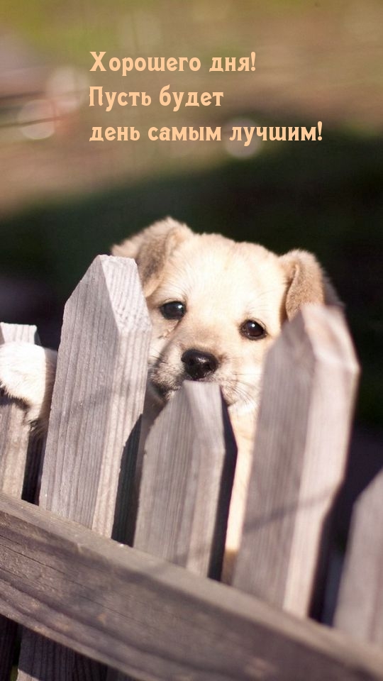 Хорошего дня! Пусть будет день самым лучшим!