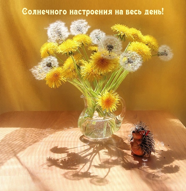 Солнечного настроения на весь день!