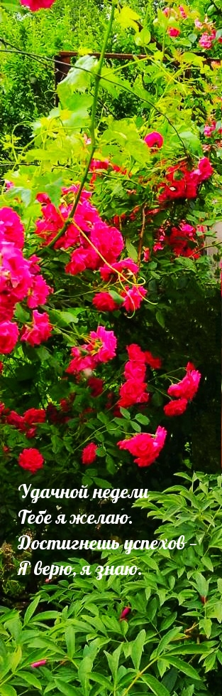 Удачной недели Тебе я желаю. Достигнешь успехов — я верю я знаю.