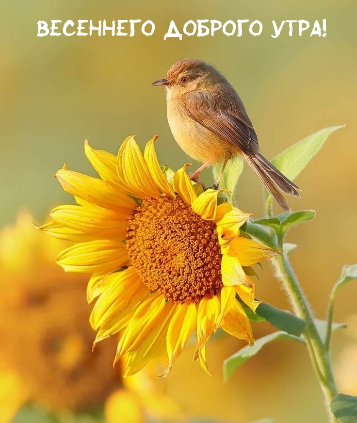 Весеннего доброго утра!