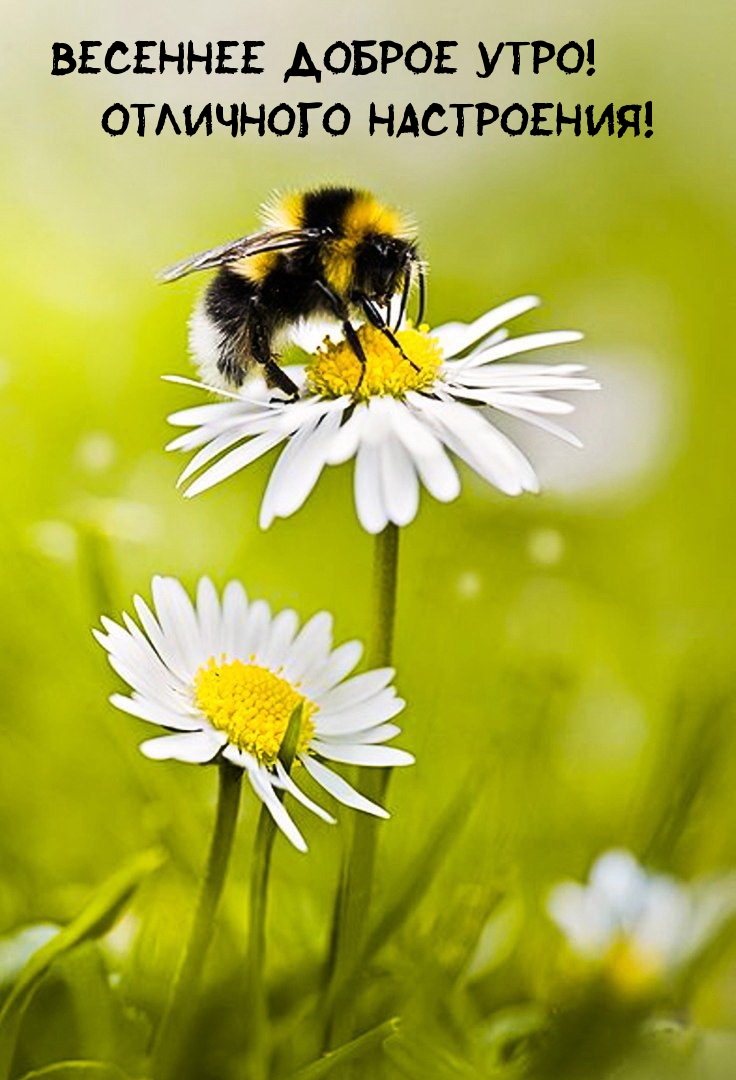 Картинки с надписями.  Весеннее доброе утро! отличного настроения!.