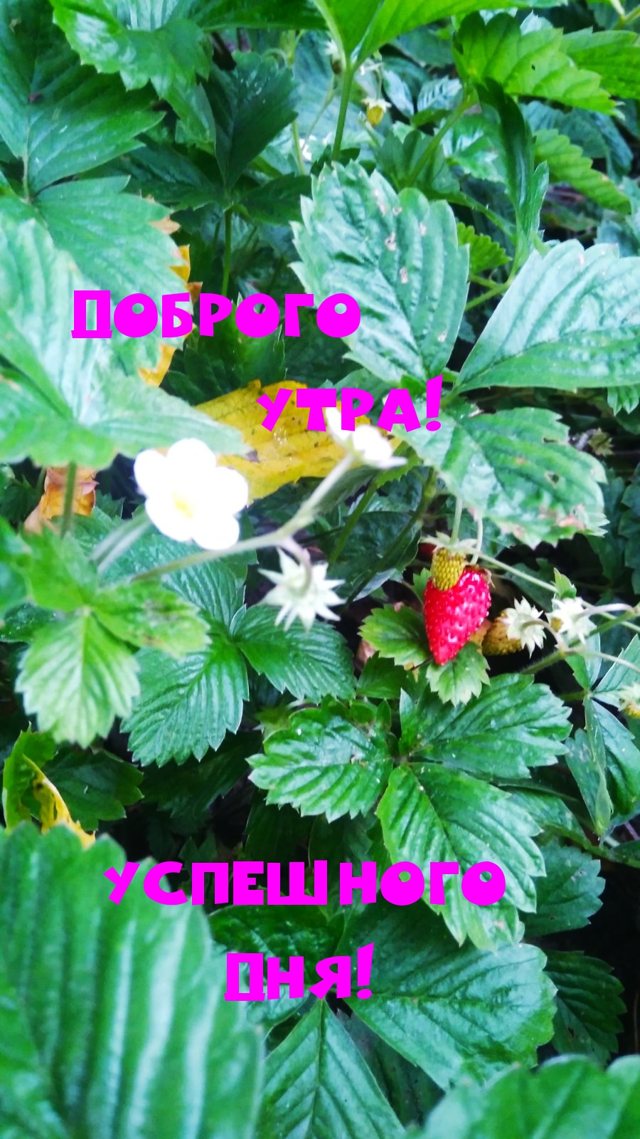 Доброго УТРА! Успешного ДНЯ!