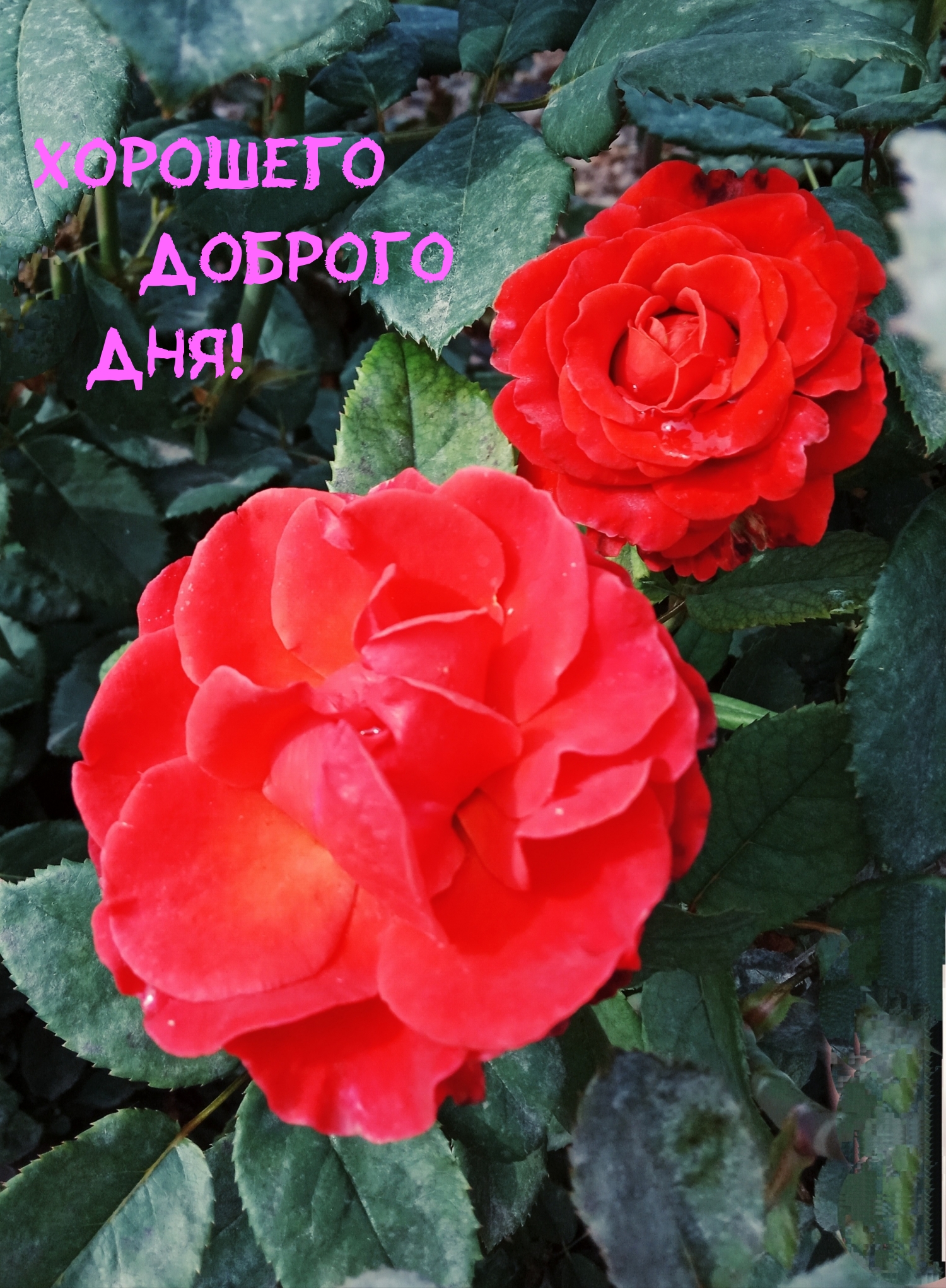 Картинки с надписями.  Хорошего доброго Дня!.