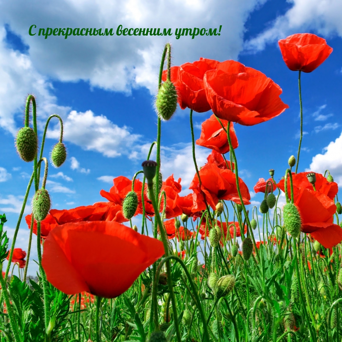 С прекрасным весенним утром!