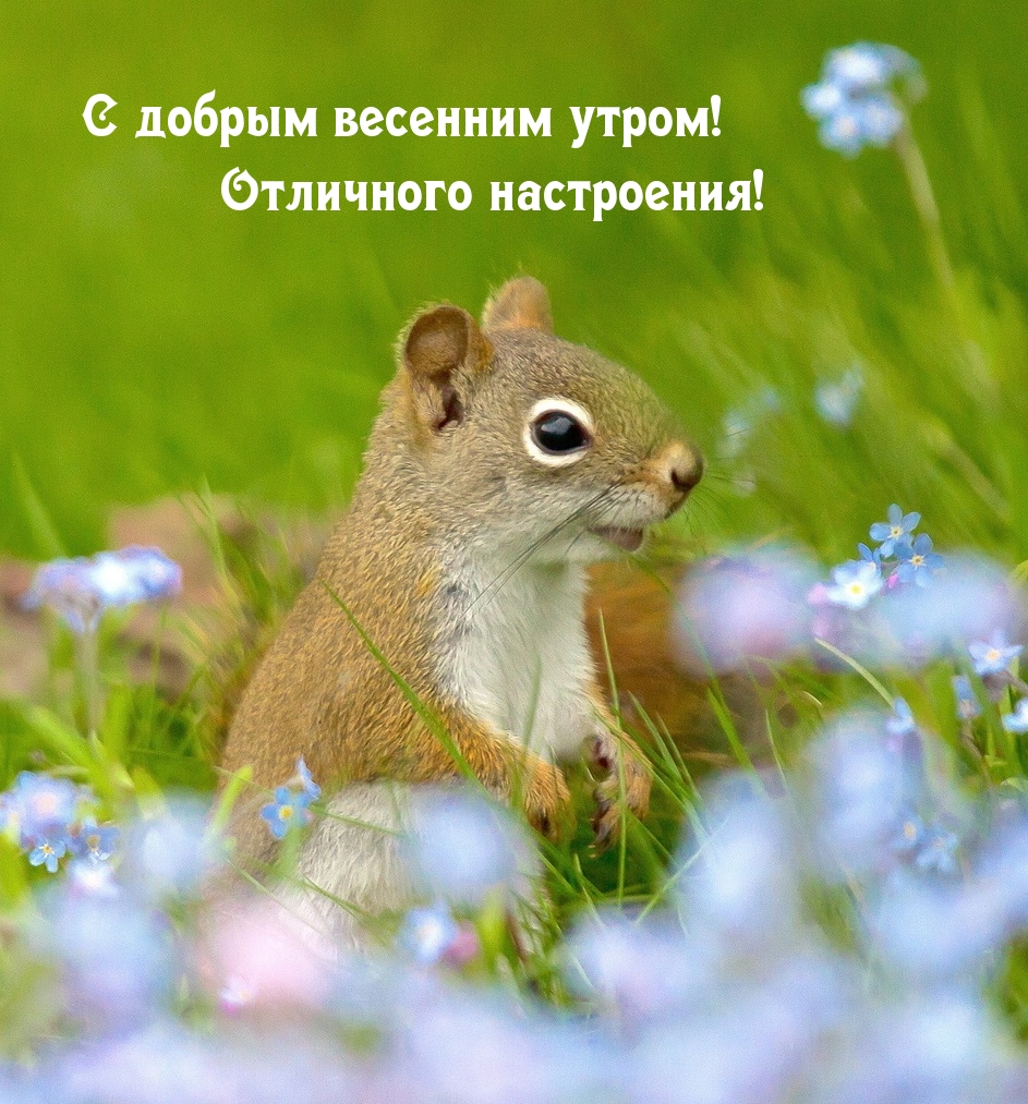 С добрым весенним утром! Отличного настроения!