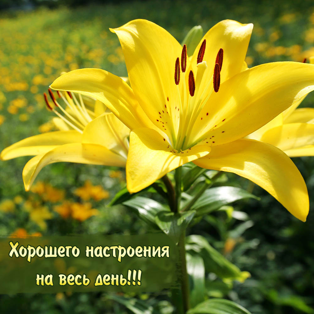 Хорошего настроения на весь день!