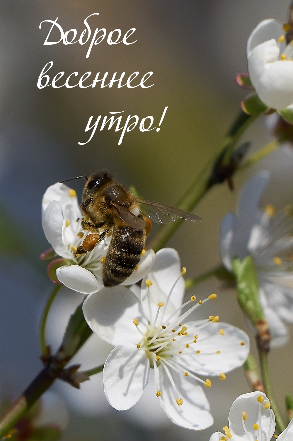 Доброе весеннее утро!