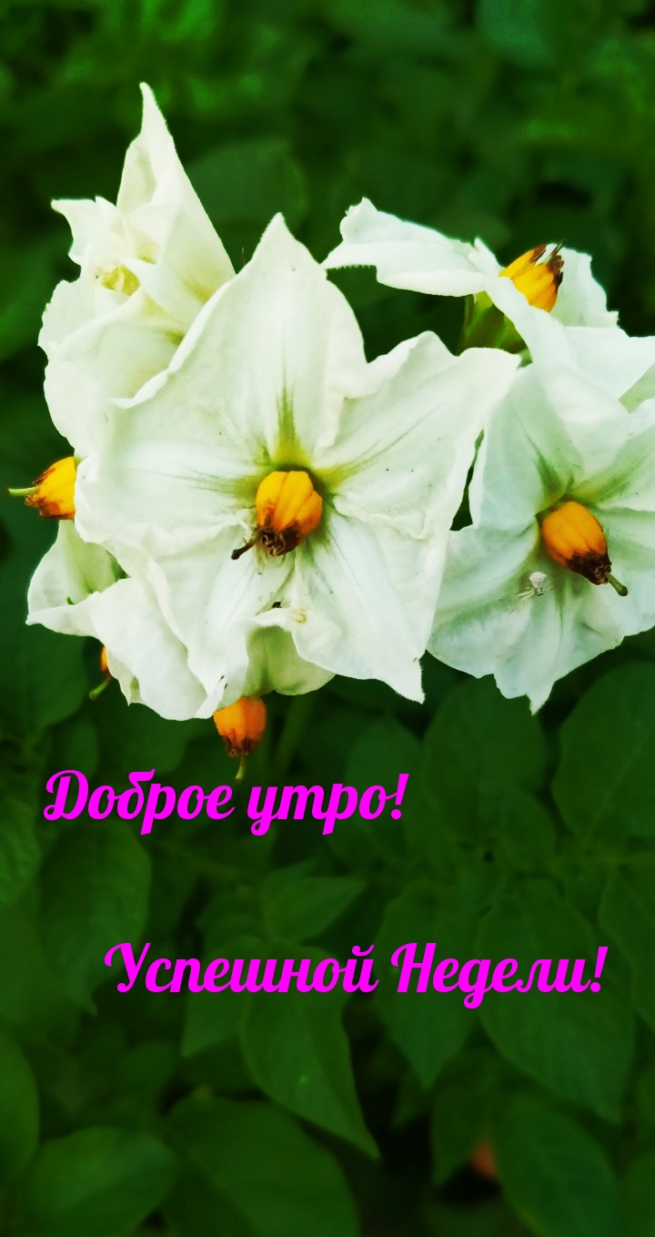 Доброе утро! Успешной Недели!