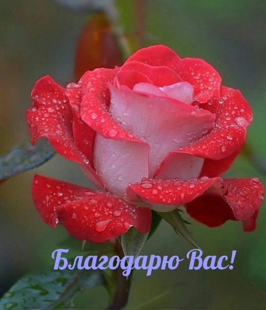 Благодарю Вас!