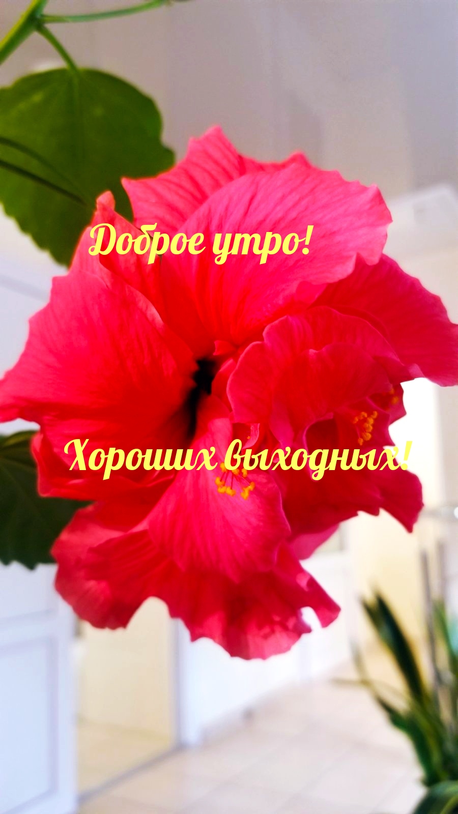 Доброе утро! Хороших выходных!