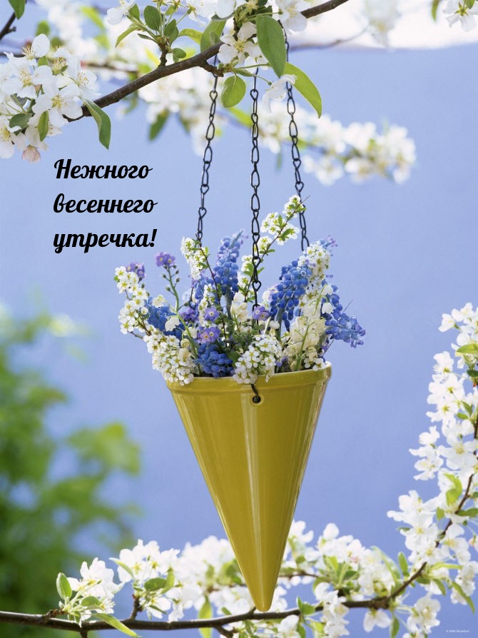 Нежного весеннего утречка!