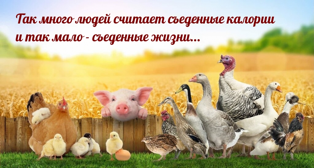 Так много людей считает съеденные калории и так мало — съеденные жизни…