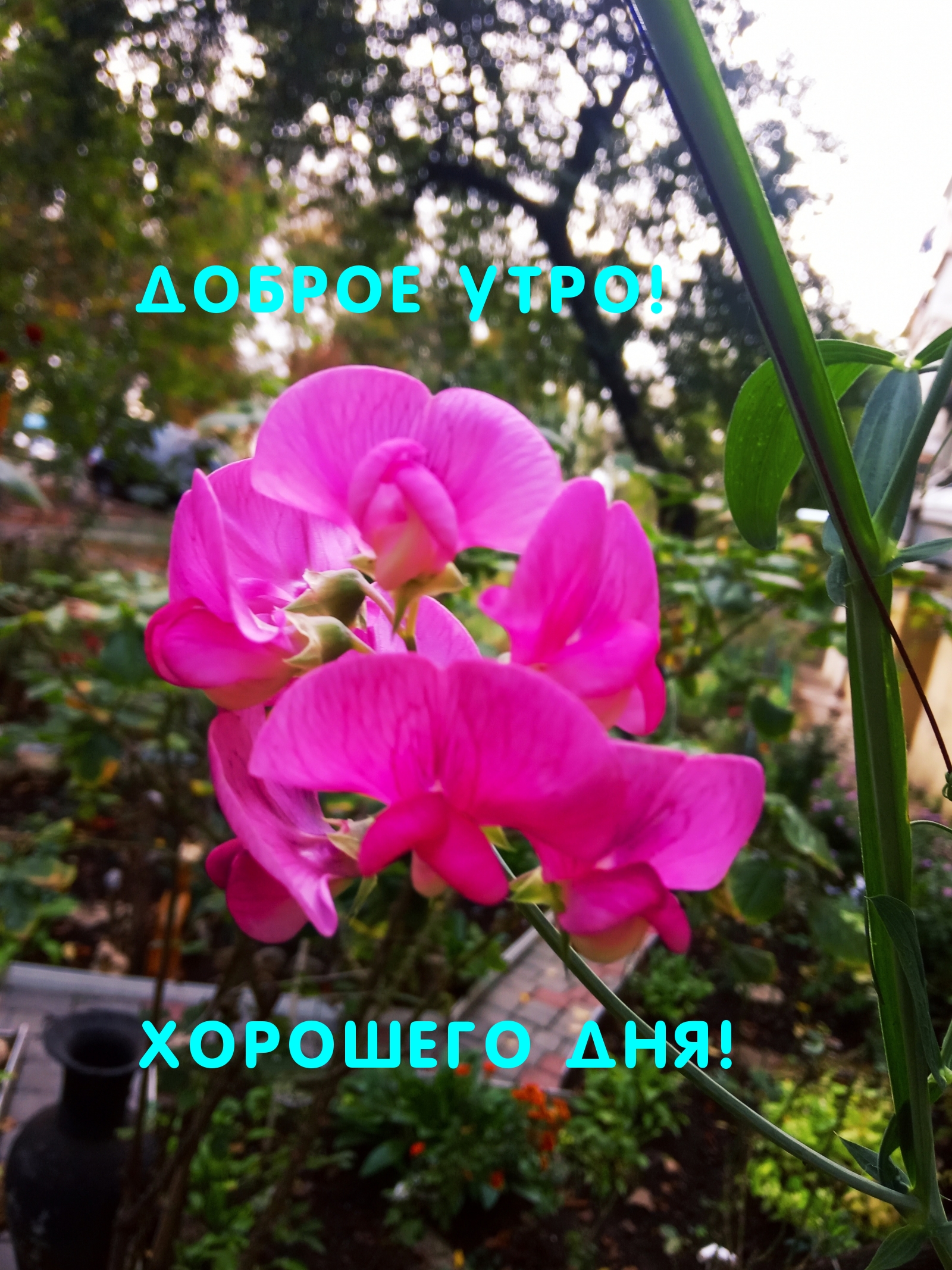 Доброе утро! Хорошего дня!