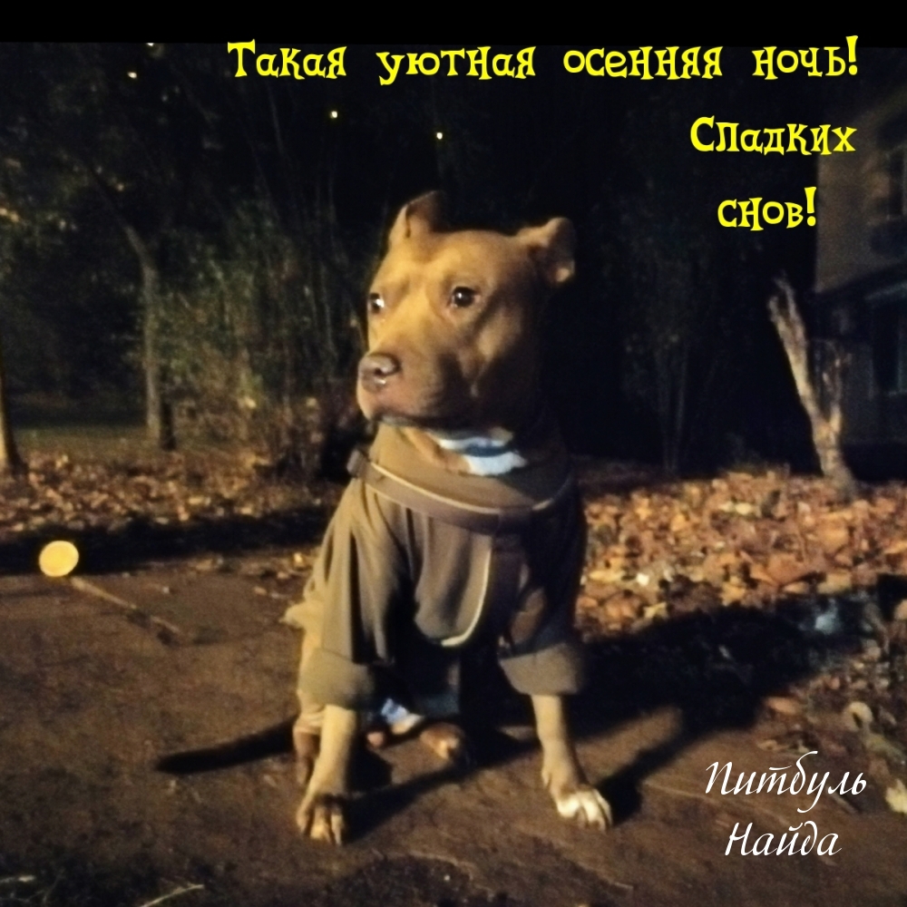 Такая уютная осенняя ночь! Сладких снов!
