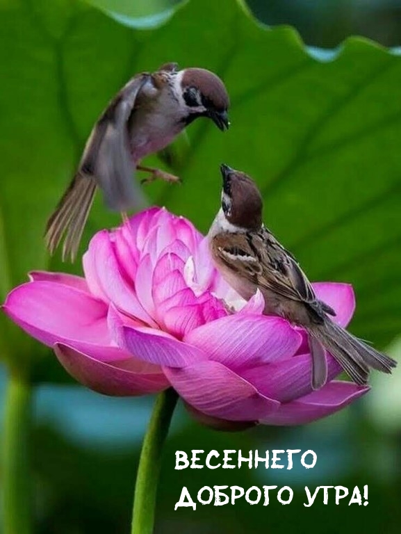 Весеннего доброго утра!