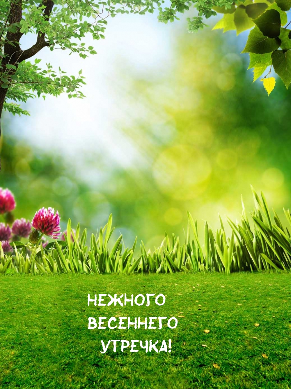 Нежного весеннего утречка!