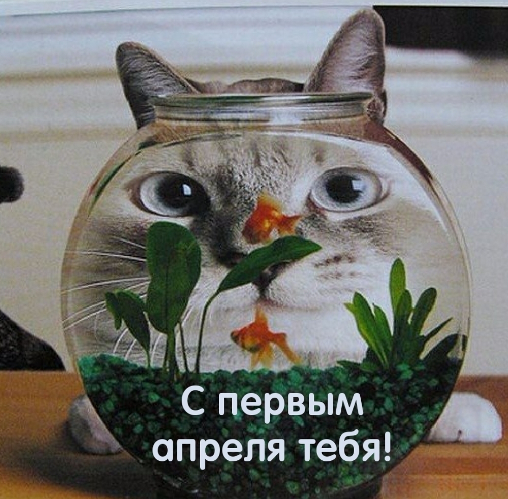 С первым апреля тебя!