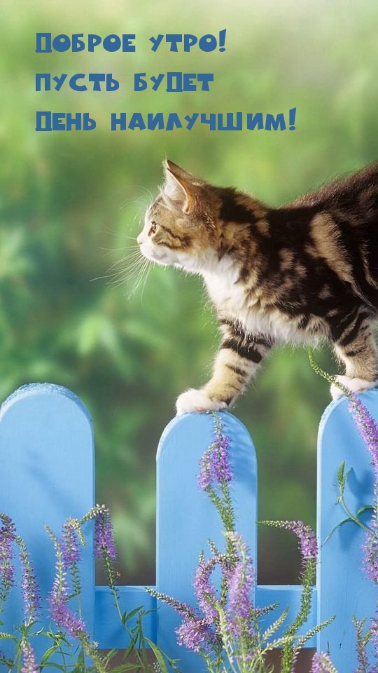 Картинки с надписями.  Доброе утро! Пусть будет день наилучшим!.