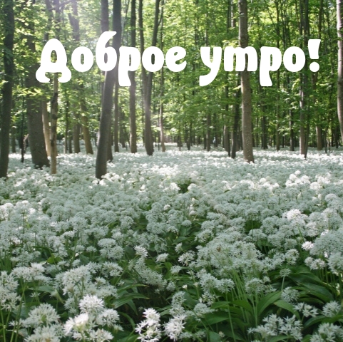 Доброе утро!