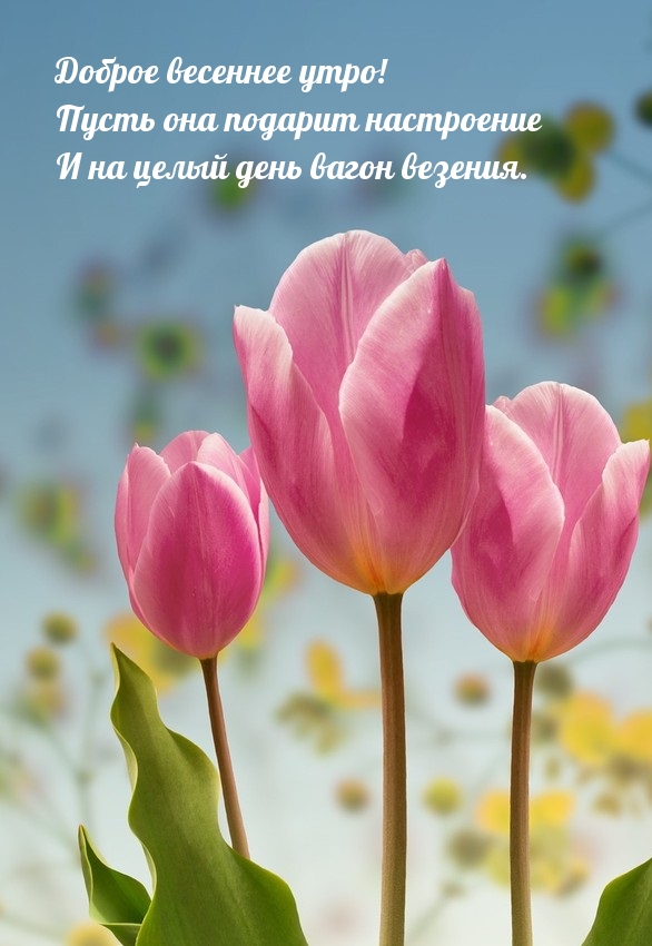 Доброе весеннее утро! Пусть весна подарит настроение