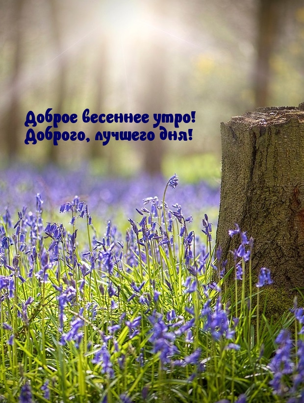 Доброе весеннее утро! Доброго, лучшего дня!