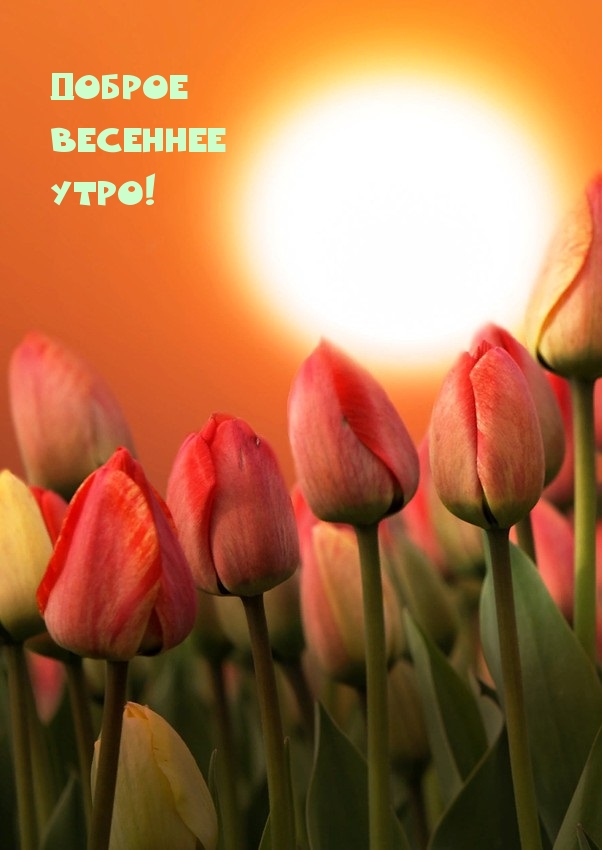 Доброе весеннее утро!
