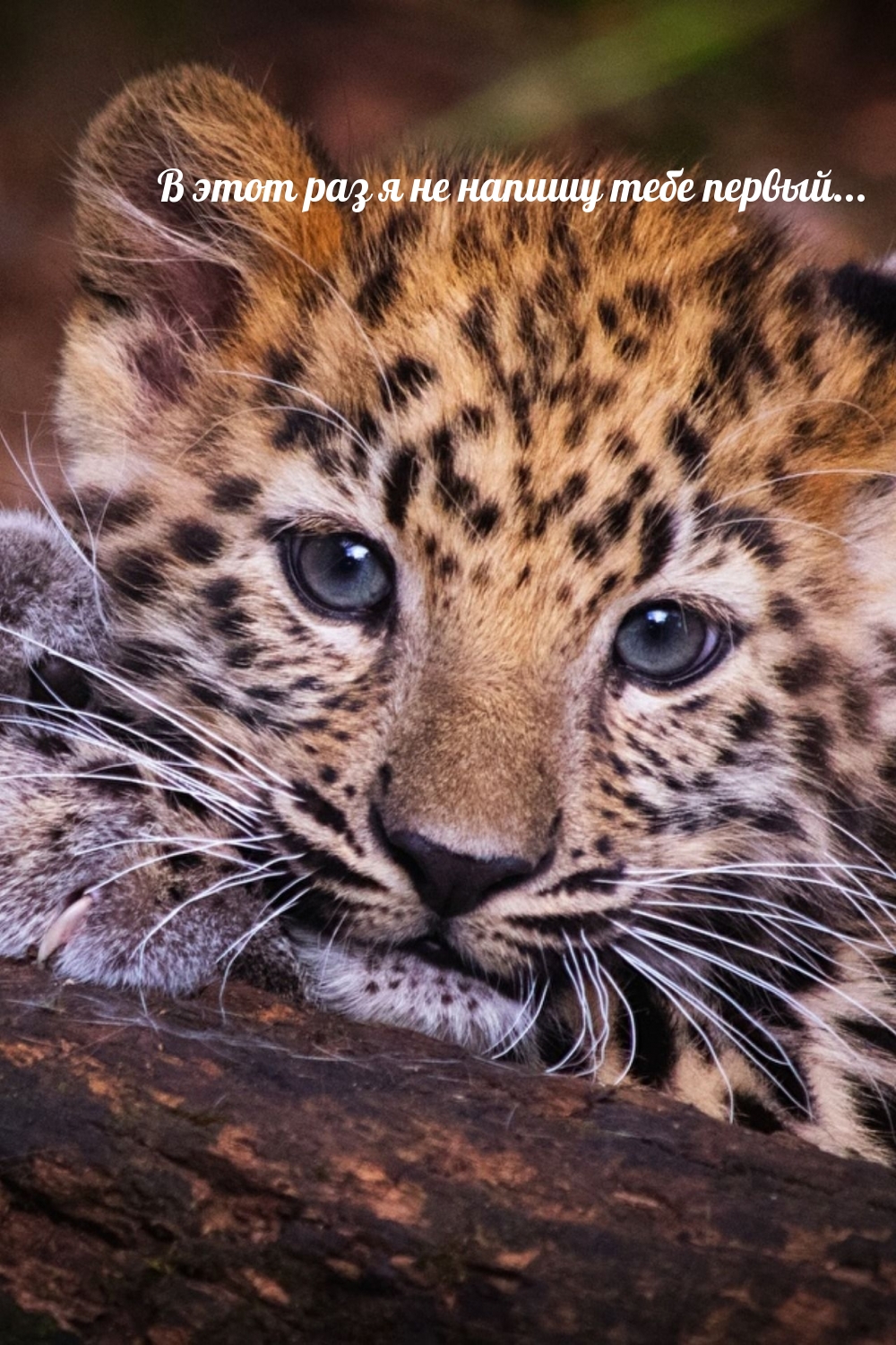 В этот раз я не напишу тебе первый…