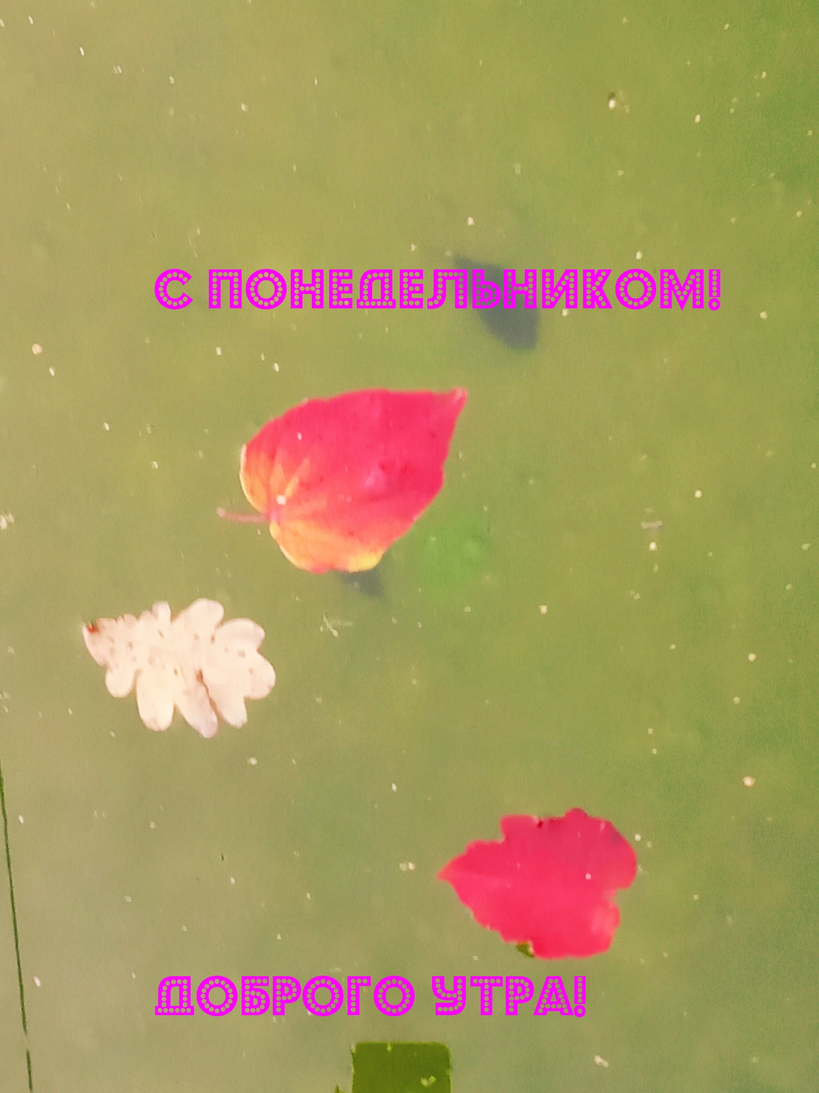 С понедельником! Доброго утра!