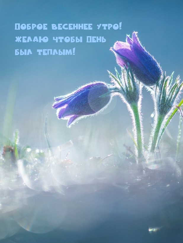 Доброе весеннее утро! Желаю чтобы день был теплым!
