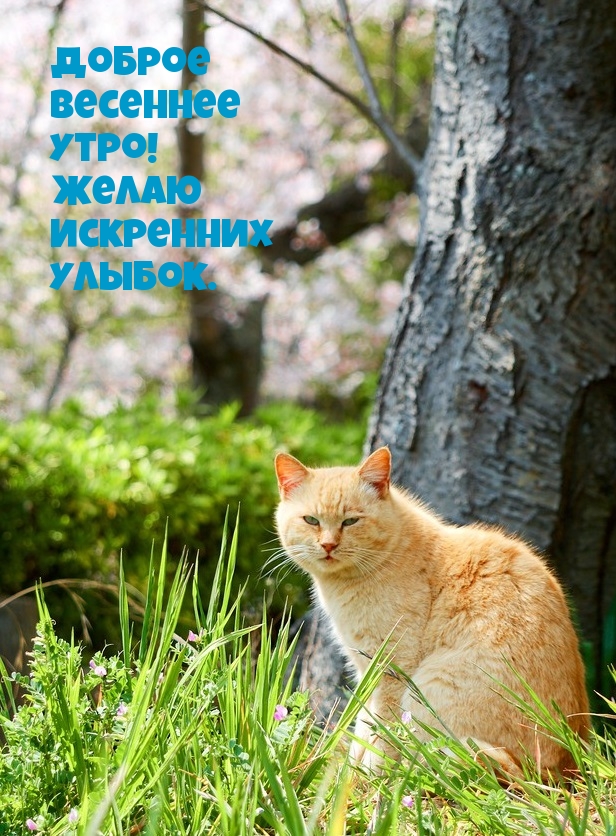 Доброе весеннее утро! Желаю искренних улыбок.