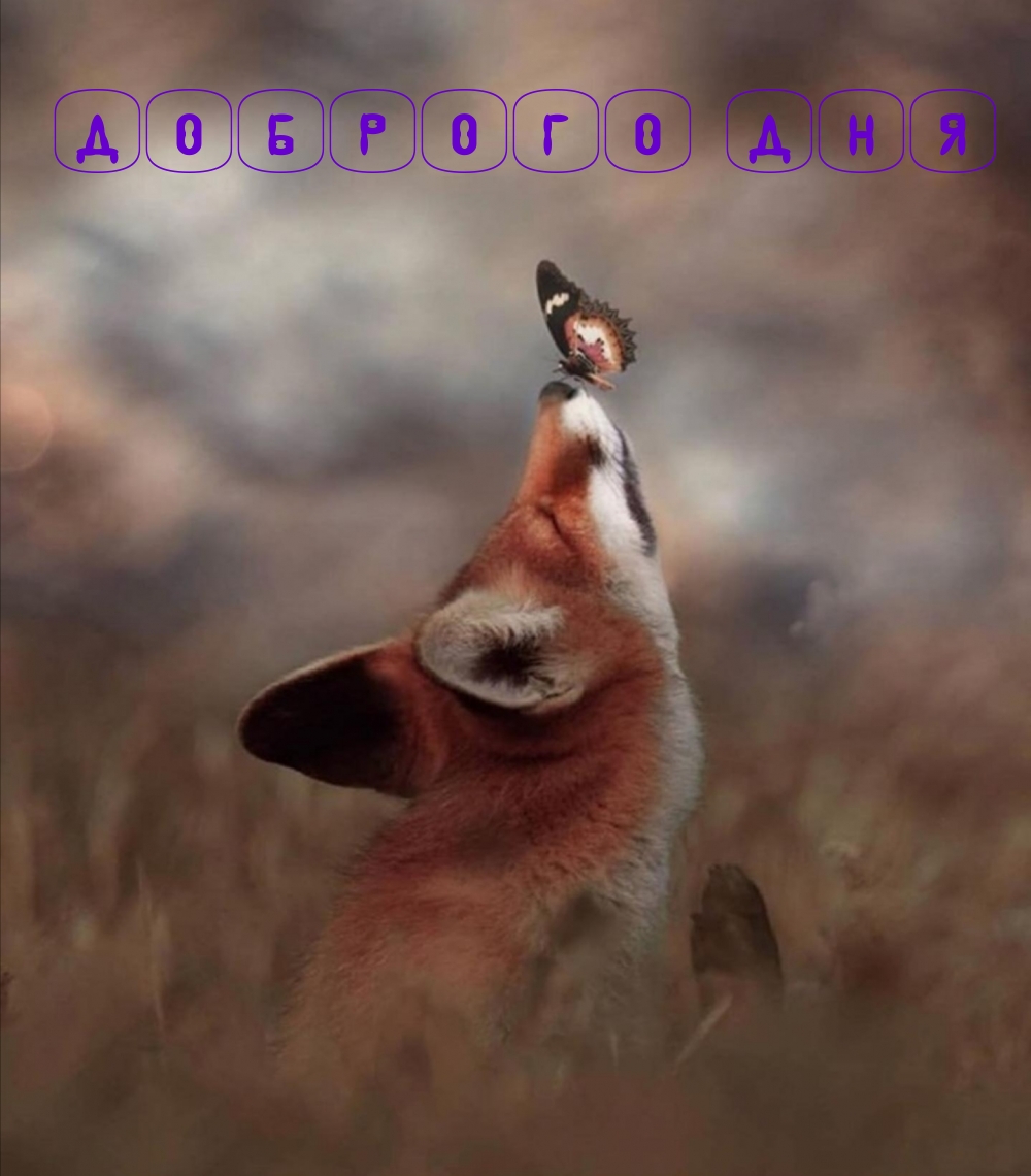 Доброго дня