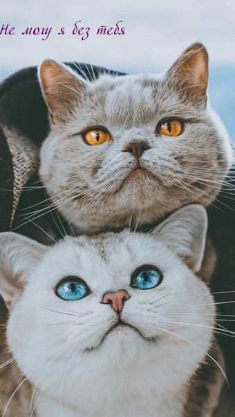 Не могу я без тебя