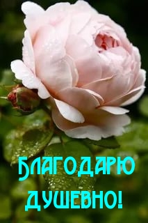 Благодарю душевно!
