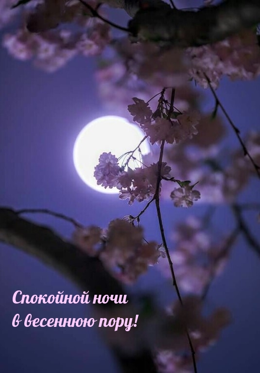 Спокойной ночи в весеннюю пору!